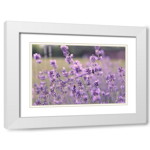 French Lavender Field White Modern Wood Framed Art Print with Double Matting by Tillmanns, C.