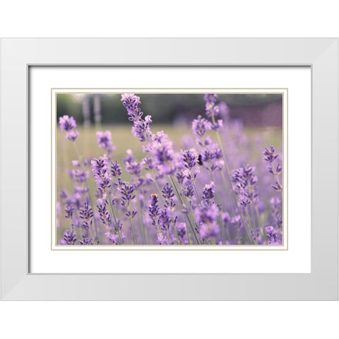 French Lavender Field White Modern Wood Framed Art Print with Double Matting by Tillmanns, C.