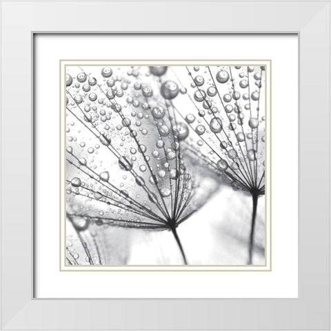 Delicate Wisps II White Modern Wood Framed Art Print with Double Matting by Anonymous