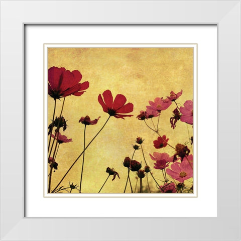 Country Poppies White Modern Wood Framed Art Print with Double Matting by Anonymous