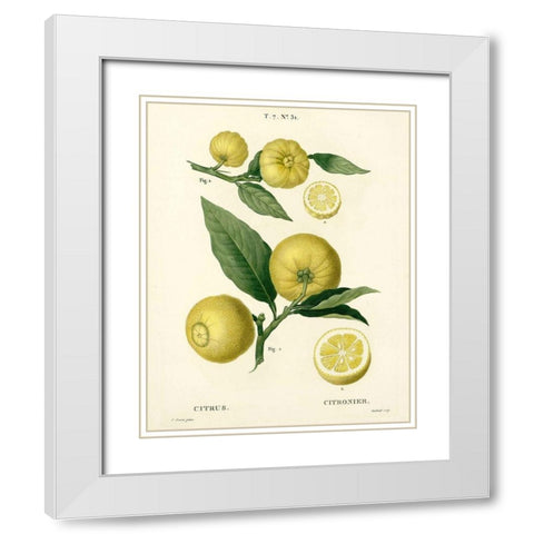 Lemon Plant Botanical White Modern Wood Framed Art Print with Double Matting by Anonymous