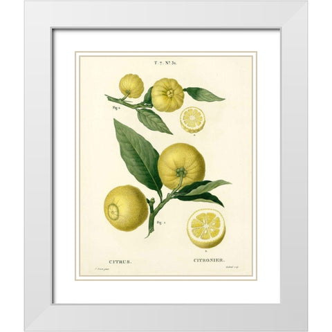 Lemon Plant Botanical White Modern Wood Framed Art Print with Double Matting by Anonymous