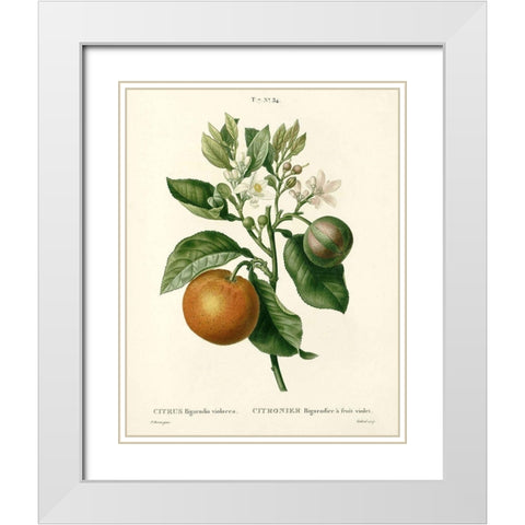 Citrus Plant Botanical White Modern Wood Framed Art Print with Double Matting by Anonymous