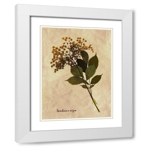 Pressed and Dried Antique Floral White Modern Wood Framed Art Print with Double Matting by Anonymous