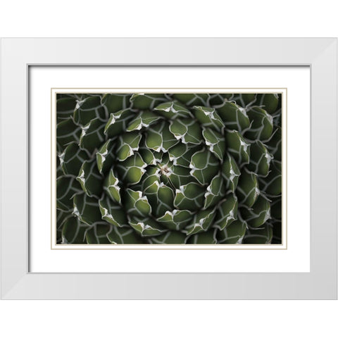 Circular Pattern Succulent White Modern Wood Framed Art Print with Double Matting by Brown, Katrina
