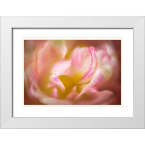 Close up of peony flower White Modern Wood Framed Art Print with Double Matting by Frates, Dennis