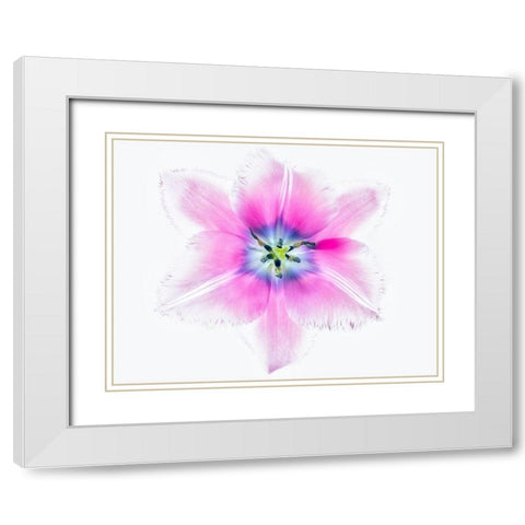 Close up of open tulip White Modern Wood Framed Art Print with Double Matting by Frates, Dennis