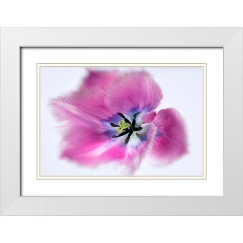 Close up of tulip flower White Modern Wood Framed Art Print with Double Matting by Frates, Dennis