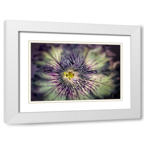 Close up of petunia flower White Modern Wood Framed Art Print with Double Matting by Frates, Dennis