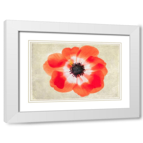 Close up of Anemone flower White Modern Wood Framed Art Print with Double Matting by Frates, Dennis