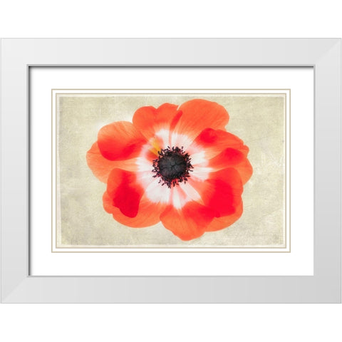 Close up of Anemone flower White Modern Wood Framed Art Print with Double Matting by Frates, Dennis