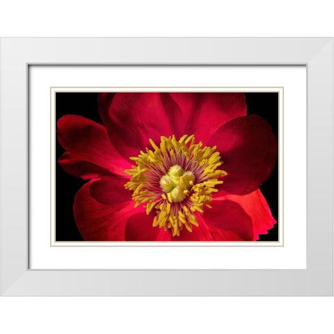 Close up of peony flower White Modern Wood Framed Art Print with Double Matting by Frates, Dennis