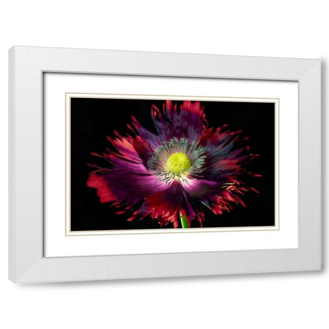 Close up of pooy flower White Modern Wood Framed Art Print with Double Matting by Frates, Dennis