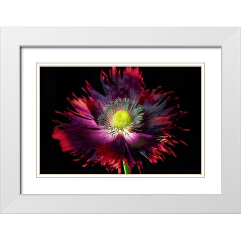Close up of pooy flower White Modern Wood Framed Art Print with Double Matting by Frates, Dennis