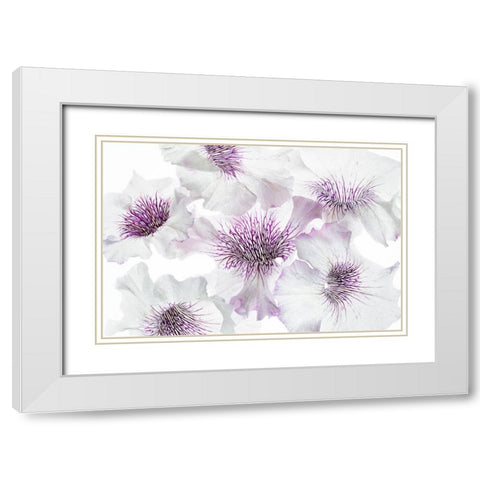 Close up of petunia flowers White Modern Wood Framed Art Print with Double Matting by Frates, Dennis