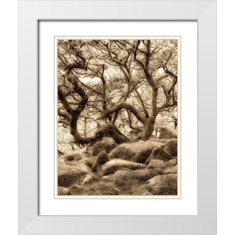 Moss covered oak trees in Wistmans Wood. Devon County. Dartmoor National Park, England White Modern Wood Framed Art Print with Double Matting by Frates, Dennis