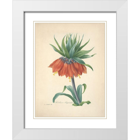 Fritillaire Imperiale White Modern Wood Framed Art Print with Double Matting by Redoute, P. J.