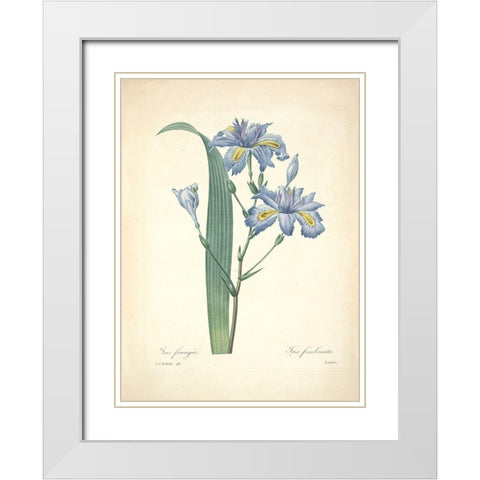 Iris Frangee  White Modern Wood Framed Art Print with Double Matting by Redoute, P. J.
