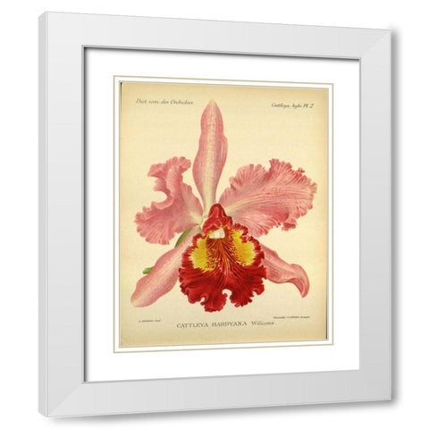 Orchid, Catlleya Hardyana White Modern Wood Framed Art Print with Double Matting by Goossens, A.