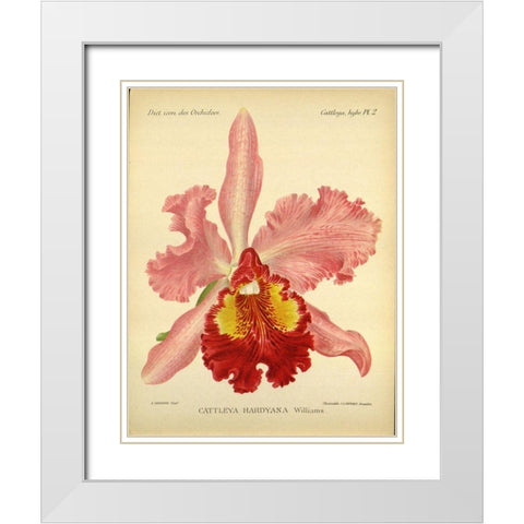Orchid, Catlleya Hardyana White Modern Wood Framed Art Print with Double Matting by Goossens, A.