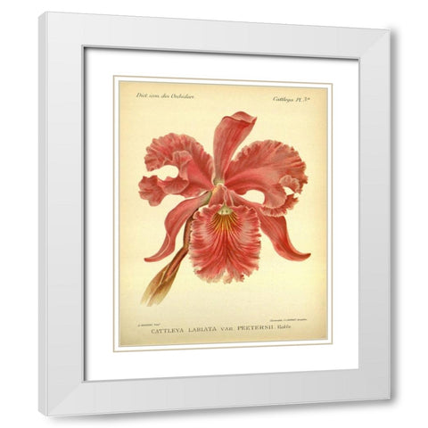 Orchid, Catlleya Labiata White Modern Wood Framed Art Print with Double Matting by Goossens, A.