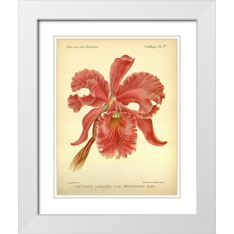 Orchid, Catlleya Labiata White Modern Wood Framed Art Print with Double Matting by Goossens, A.