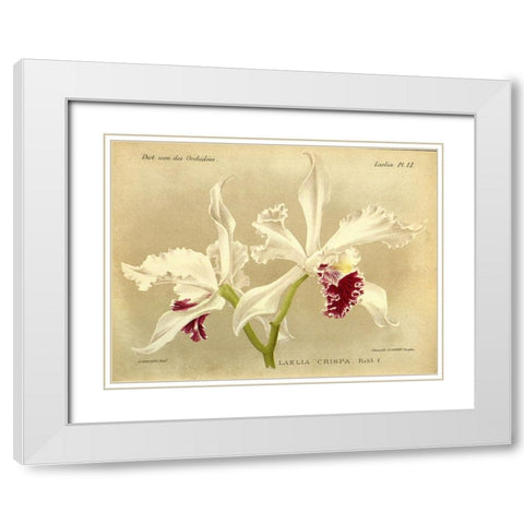 Orchid, Laelia Crispa White Modern Wood Framed Art Print with Double Matting by Goossens, A.
