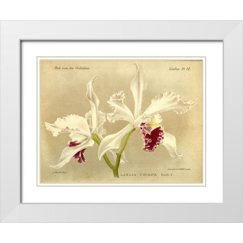 Orchid, Laelia Crispa White Modern Wood Framed Art Print with Double Matting by Goossens, A.
