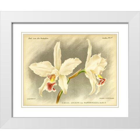 Orchid, Laelia Anceps White Modern Wood Framed Art Print with Double Matting by Goossens, A.