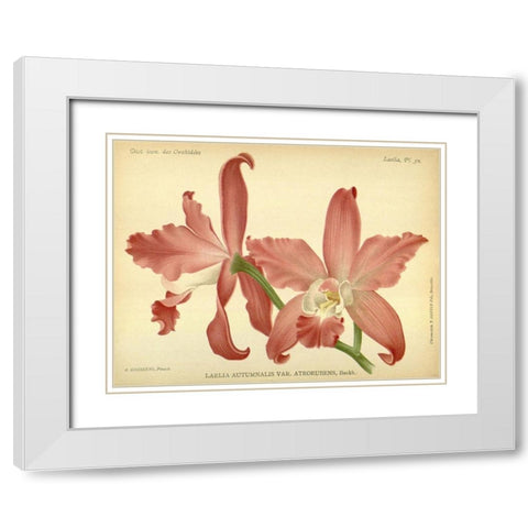 Orchid, Laelia Autumnalis White Modern Wood Framed Art Print with Double Matting by Goossens, A.