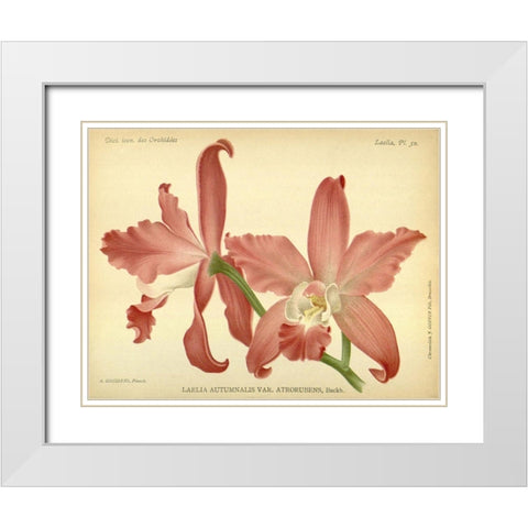 Orchid, Laelia Autumnalis White Modern Wood Framed Art Print with Double Matting by Goossens, A.