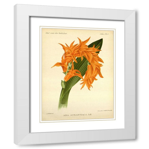 Orchid, Ada Aurantiaca White Modern Wood Framed Art Print with Double Matting by Goossens, A.