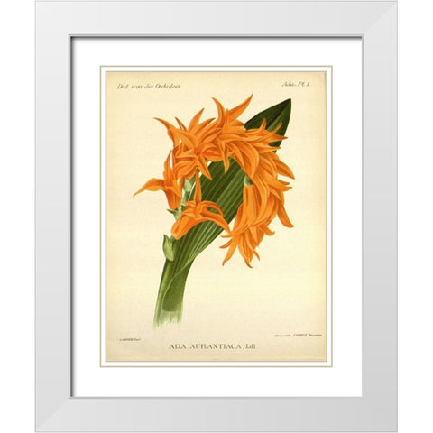 Orchid, Ada Aurantiaca White Modern Wood Framed Art Print with Double Matting by Goossens, A.