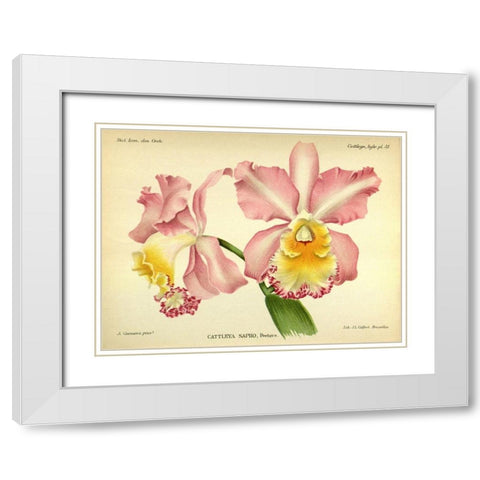 Orchid, Cattleya Sapho White Modern Wood Framed Art Print with Double Matting by Goossens, A.