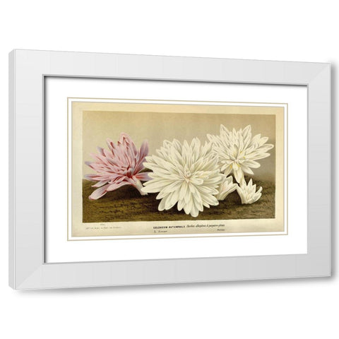 Colchicum Autumnale White Modern Wood Framed Art Print with Double Matting by Van Houtteano. Horto