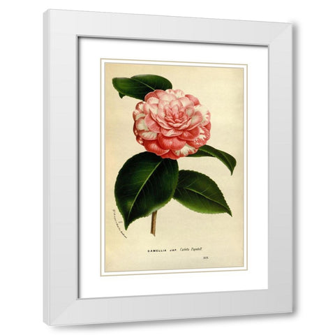 Camelia Japonica White Modern Wood Framed Art Print with Double Matting by Anonymous