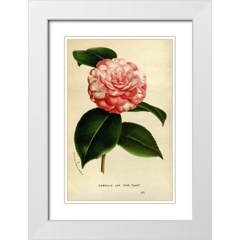Camelia Japonica White Modern Wood Framed Art Print with Double Matting by Anonymous