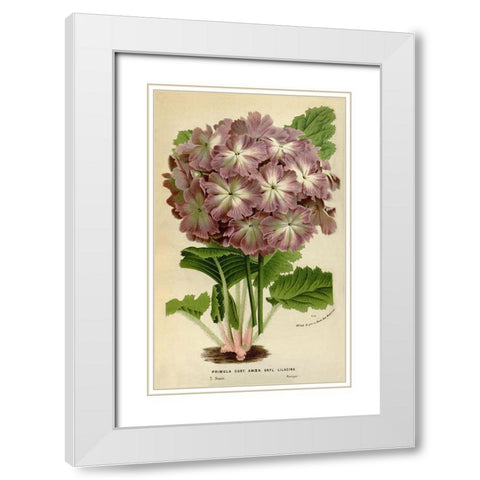 Primula Cort. White Modern Wood Framed Art Print with Double Matting by Anonymous