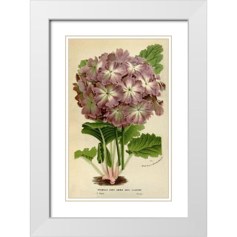 Primula Cort. White Modern Wood Framed Art Print with Double Matting by Anonymous