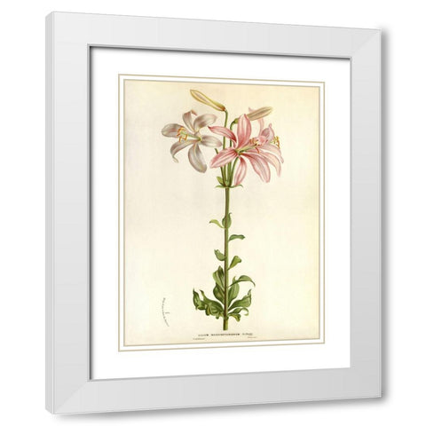 Lilium Washingtonianum White Modern Wood Framed Art Print with Double Matting by Anonymous