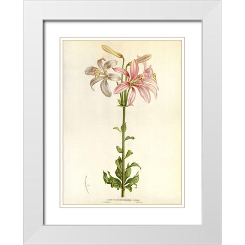 Lilium Washingtonianum White Modern Wood Framed Art Print with Double Matting by Anonymous