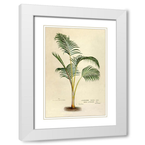 Hyophorbe Indica White Modern Wood Framed Art Print with Double Matting by Van Houtteano. Horto