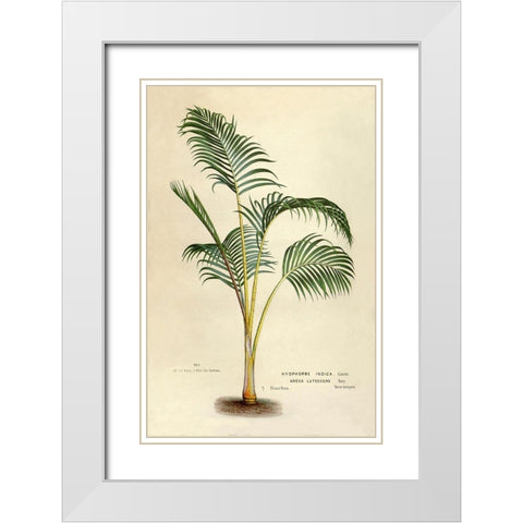 Hyophorbe Indica White Modern Wood Framed Art Print with Double Matting by Van Houtteano. Horto