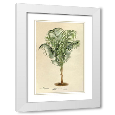 Cocos Weddeliana White Modern Wood Framed Art Print with Double Matting by Van Houtteano. Horto