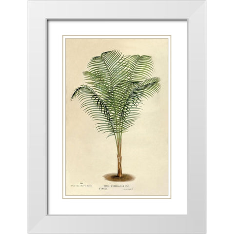 Cocos Weddeliana White Modern Wood Framed Art Print with Double Matting by Van Houtteano. Horto