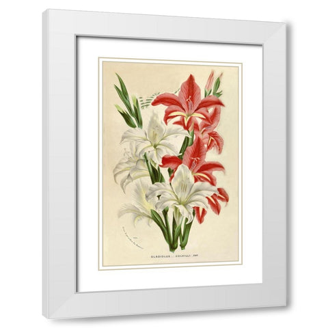 Gladiolus White Modern Wood Framed Art Print with Double Matting by Van Houtteano. Horto