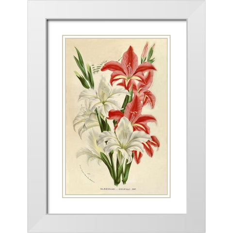Gladiolus White Modern Wood Framed Art Print with Double Matting by Van Houtteano. Horto