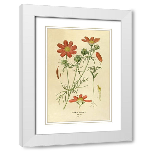 Cosmos Bipinnatus White Modern Wood Framed Art Print with Double Matting by Anonymous