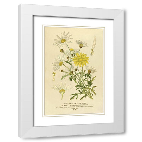 Paris Daisy, Marguerite White Modern Wood Framed Art Print with Double Matting by Anonymous