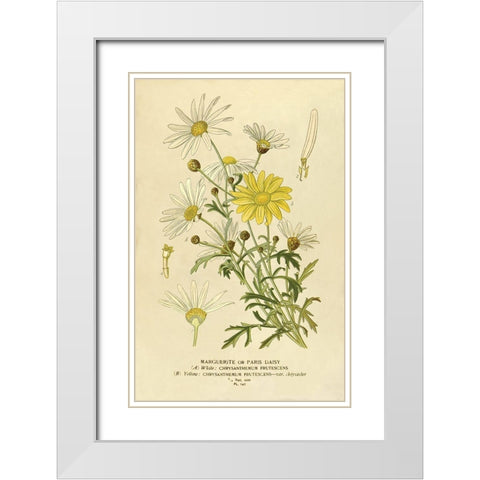 Paris Daisy, Marguerite White Modern Wood Framed Art Print with Double Matting by Anonymous